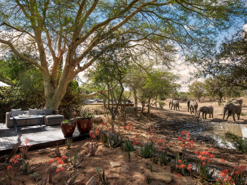 Ngala Safari Lodge - Luxe Accommodatie Krugerpark