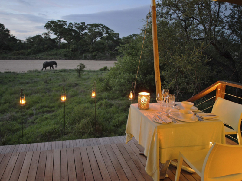 ngala-tented-camp-private-game-reserve-krugerpark-zuid-afrika-olifant