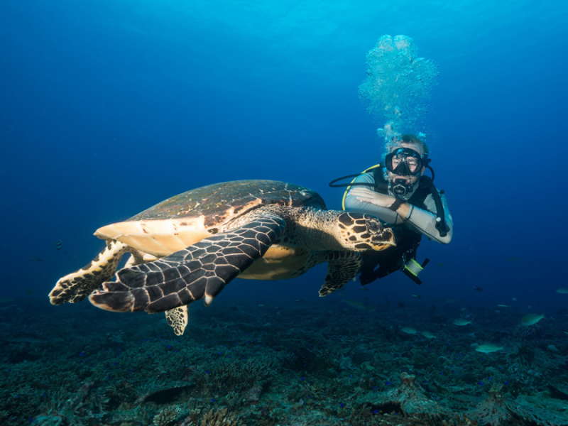 north-island-seychellen-duiken