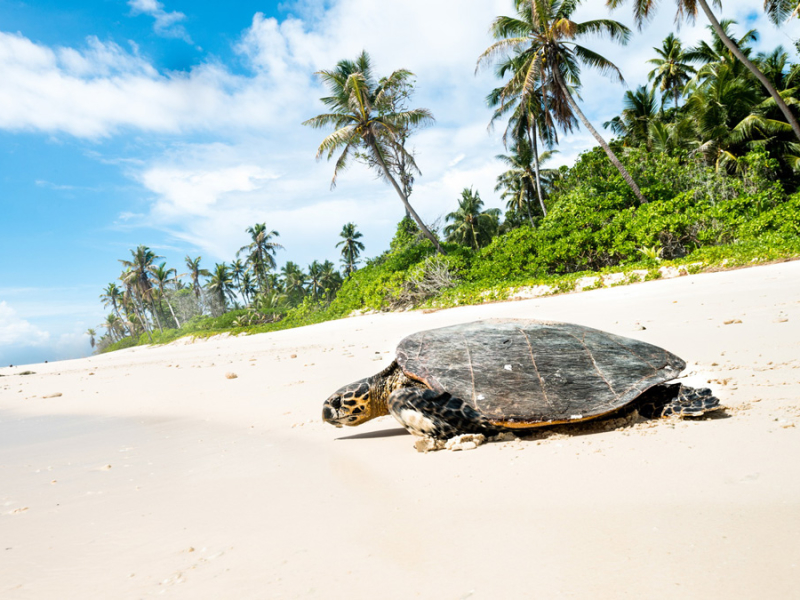 north-island-seychellen-schildpad