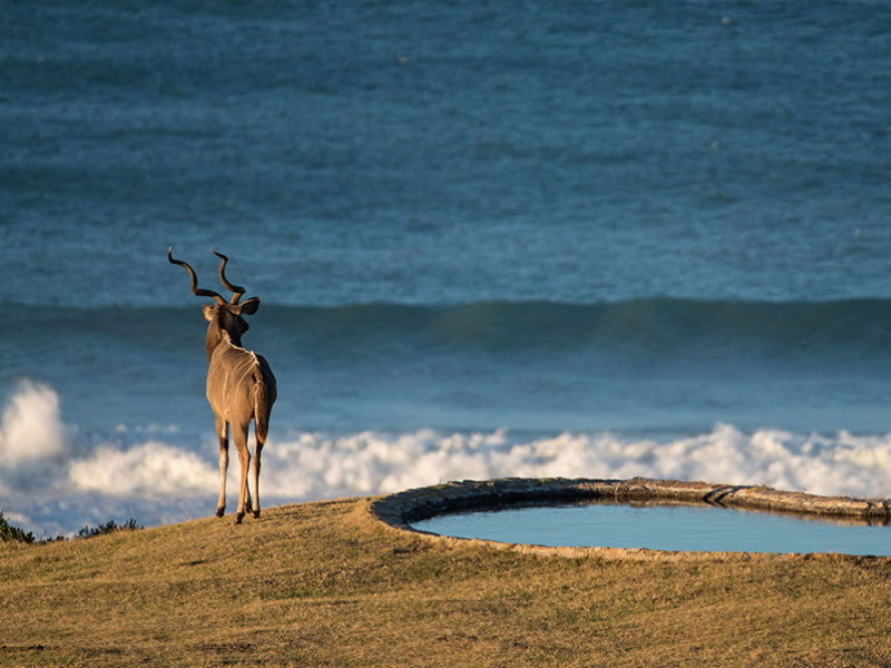 Oceana Beach Lodge - Luxe Accommodatie Eastern Cape