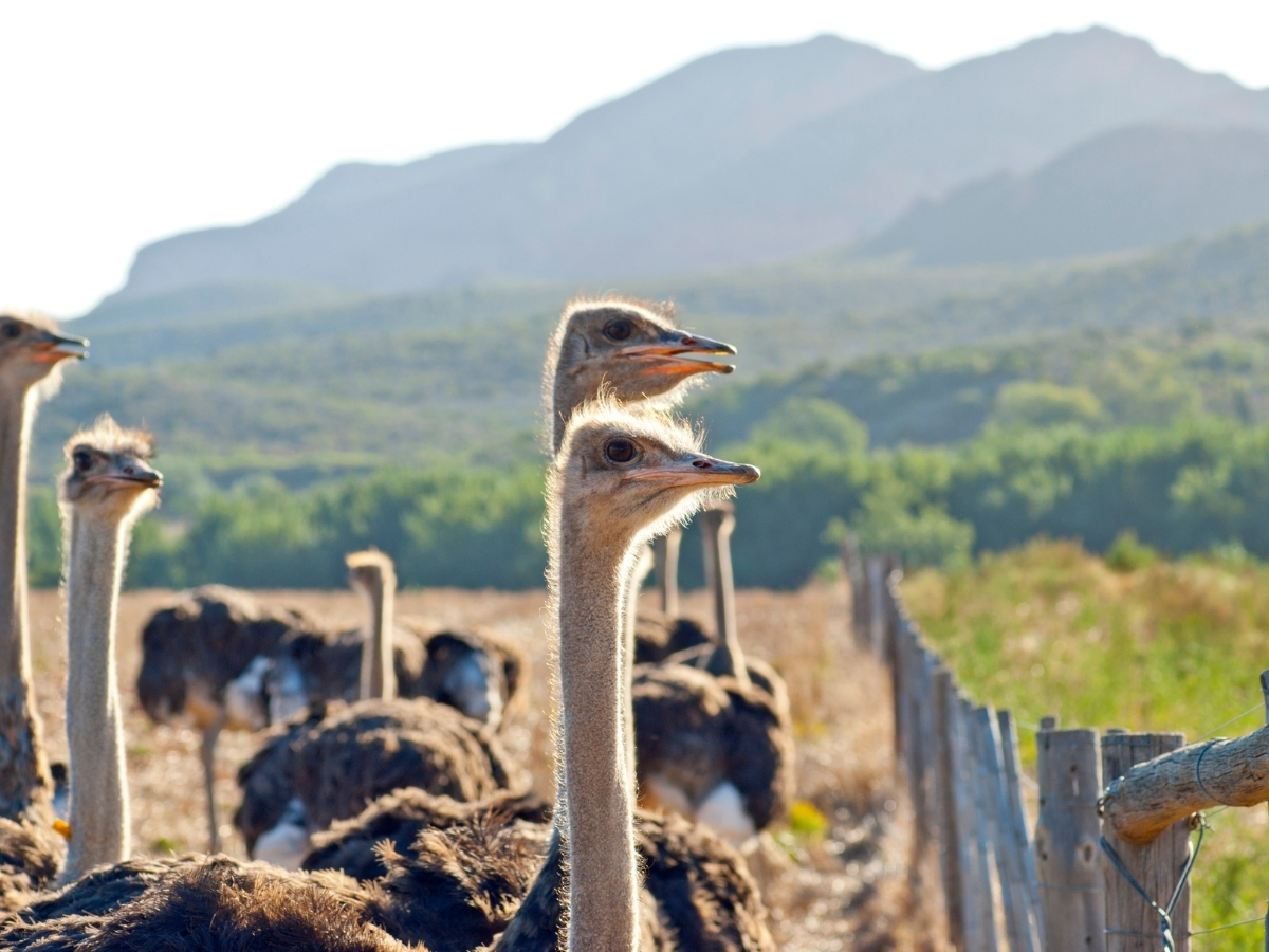 ostrich-show-farm-oudtshoorn-south-africa