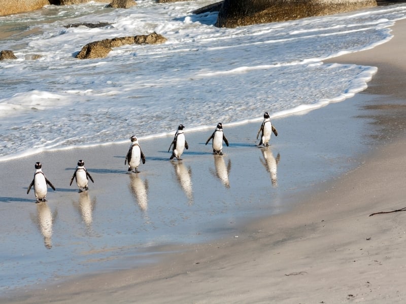 penguin-beach-western-cape-south-africa