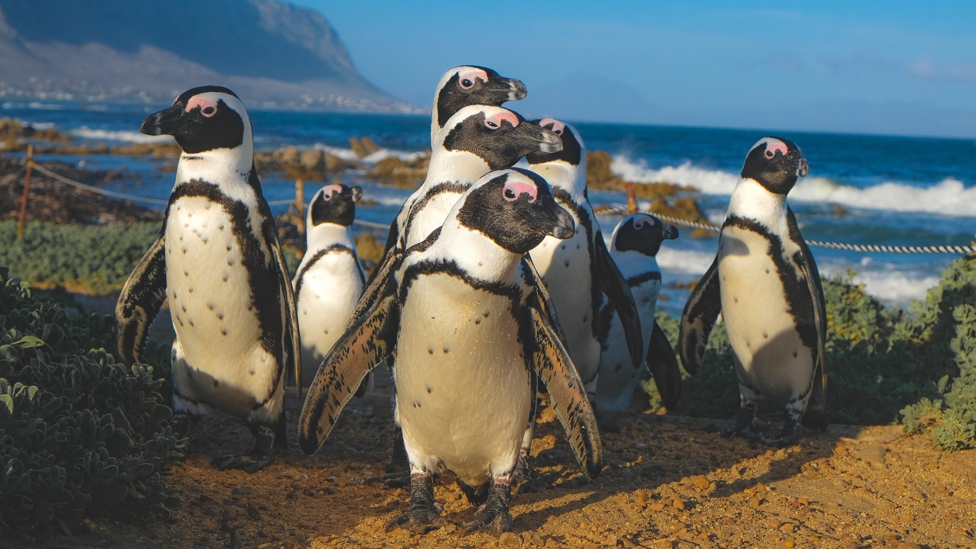 Bezienswaardigheden bekijken Vergoeding Ik wil niet Pinguïns spotten in Zuid-Afrika | Activiteiten | Exclusive Culitravel