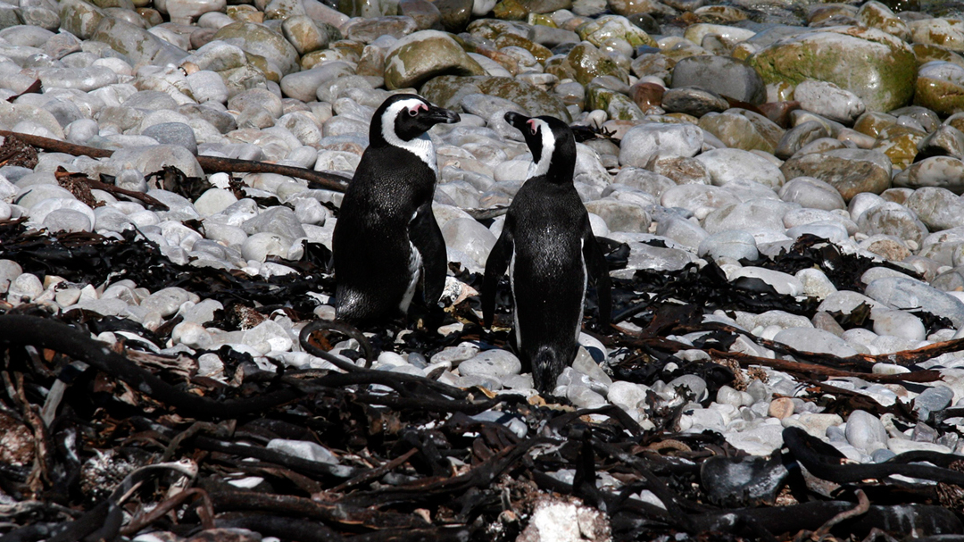 Pinguïns spotten in Zuid-Afrika - Activiteiten Exclusive Culitravel