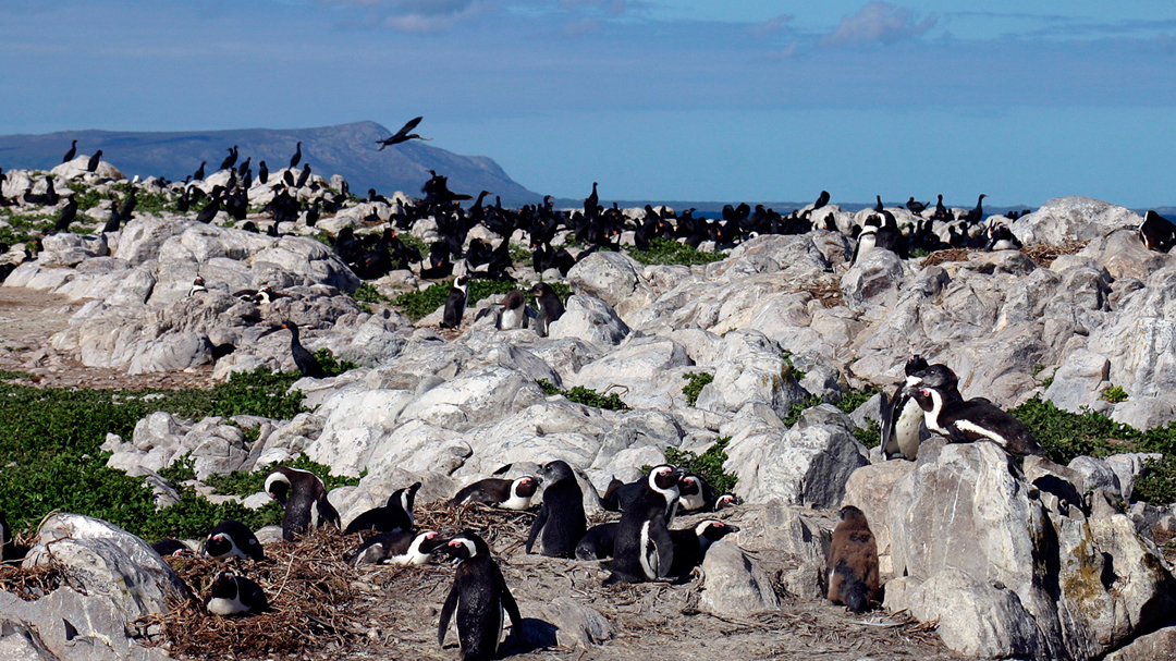 Pinguïns spotten in Zuid-Afrika - Activiteiten Exclusive Culitravel