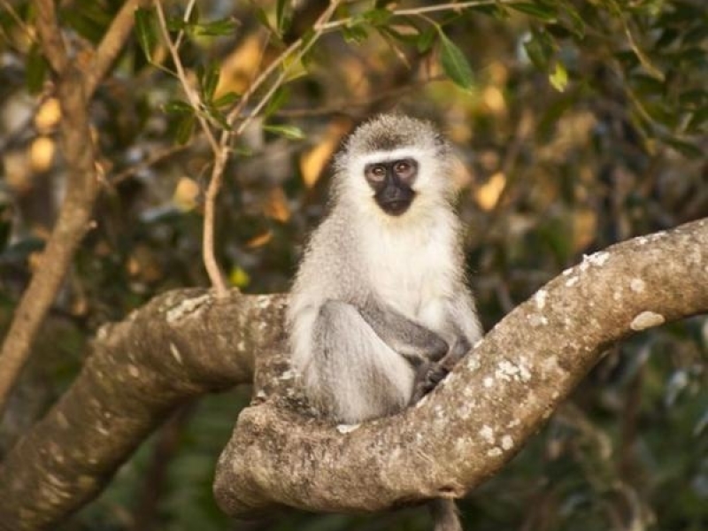 prana-lodge-vervet-monkeys-luxury-beach-accommodation-wild-coast-zuid-afrika