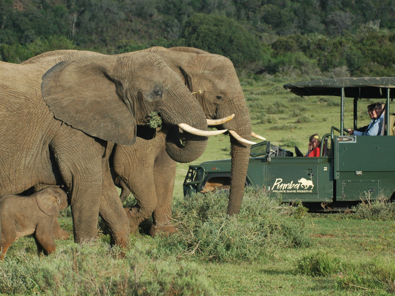 pumba-game-reserve-mshenge-lodge-safari-olifanten
