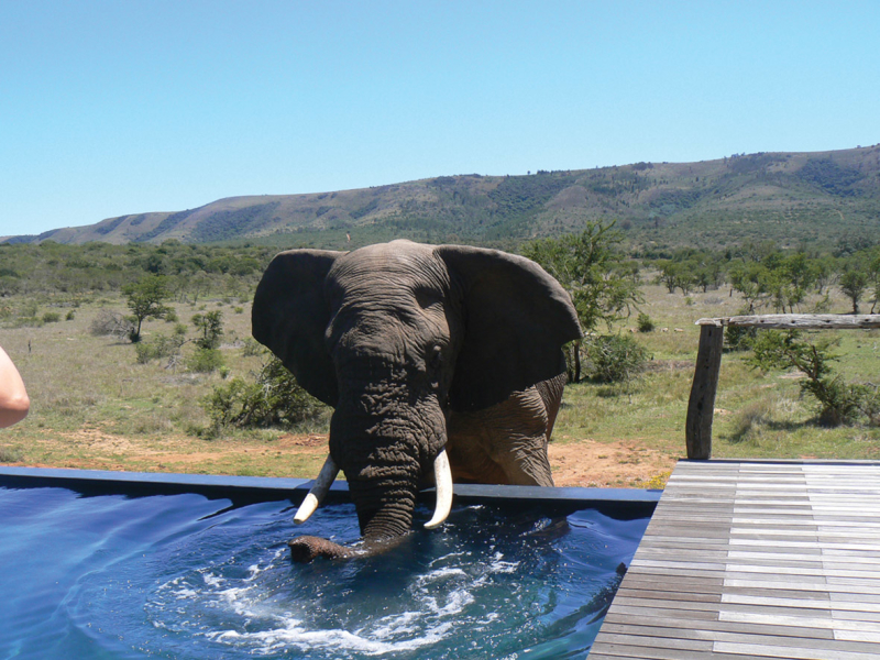 pumba-game-reserve-mshenge-lodge-safari-zwembad-olifant