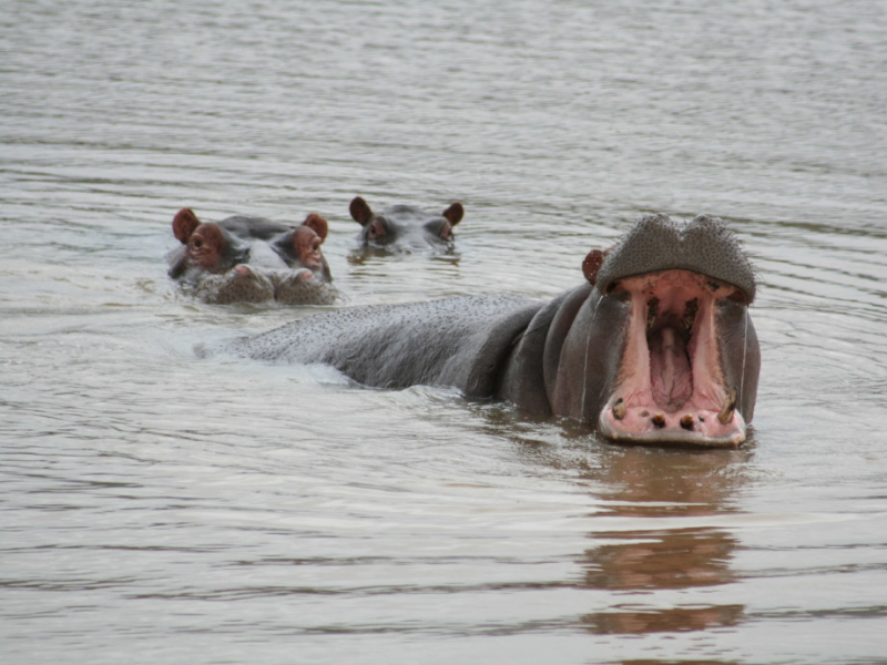 pumba-game-reserve-water-lodge-safari-nijlpaarden