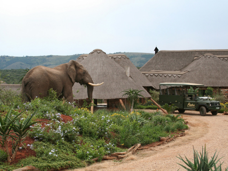 pumba-game-reserve-water-lodge-safari-olifant-bij-lodge