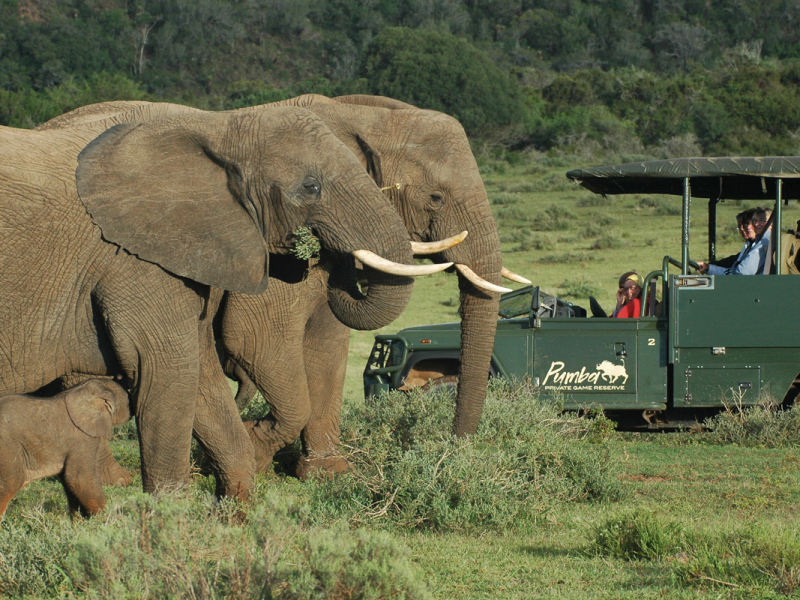 pumba-game-reserve-water-lodge-safari-olifanten