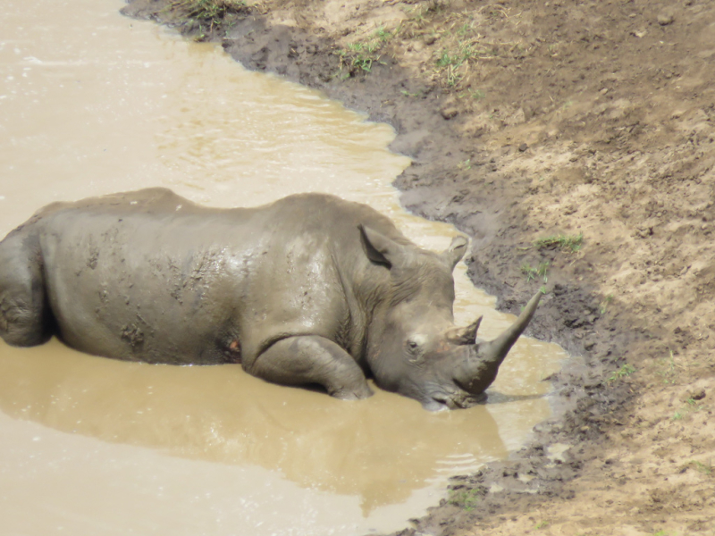 rhino-ridge-safari-lodge-kwazulu-natal-neushoorn