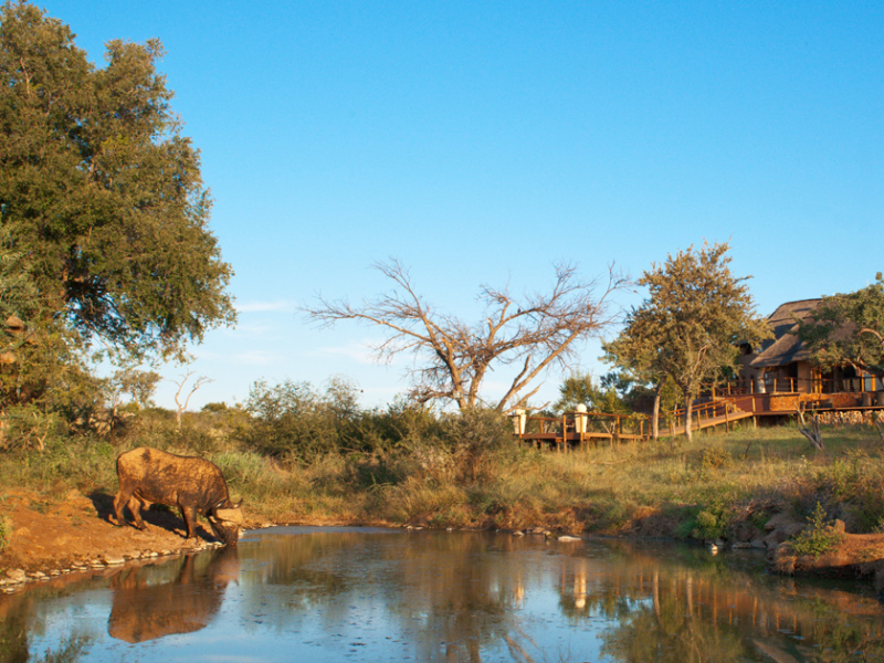 royal-madikwe-safari-lodge-madikwe-game-reserve-buffel-vooraanzicht
