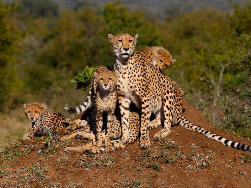 royal-malewane-safari-lodge-krugerpark-cheetah