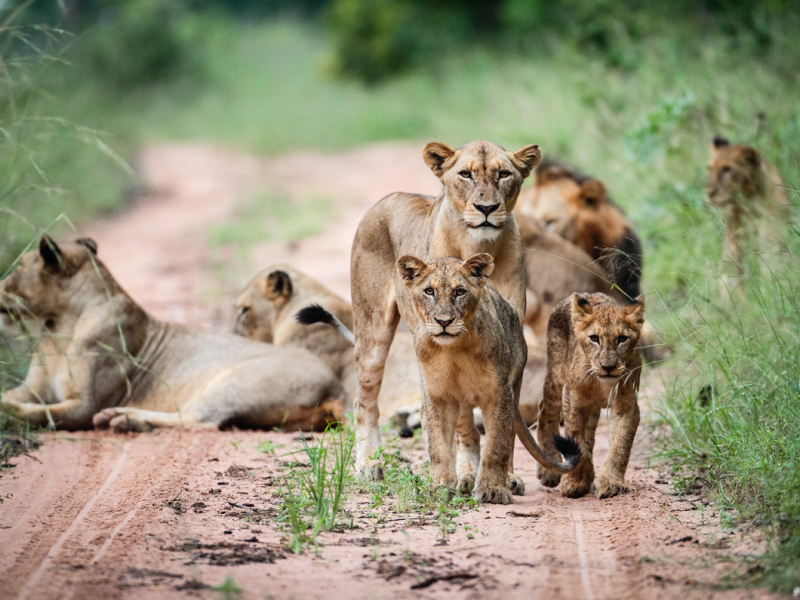 royal-malewane-safari-lodge-krugerpark-leeuwen