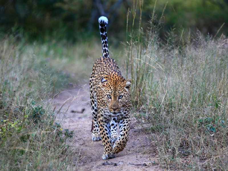 royal-malewane-safari-lodge-krugerpark-luipaard