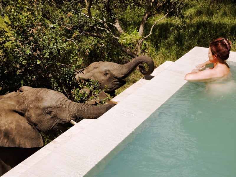 royal-malewane-safari-lodge-krugerpark-zwembad-olifanten