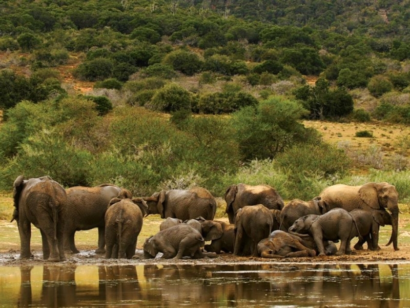 shamwari-bayethe-tented-lodge-elephants-on-safari
