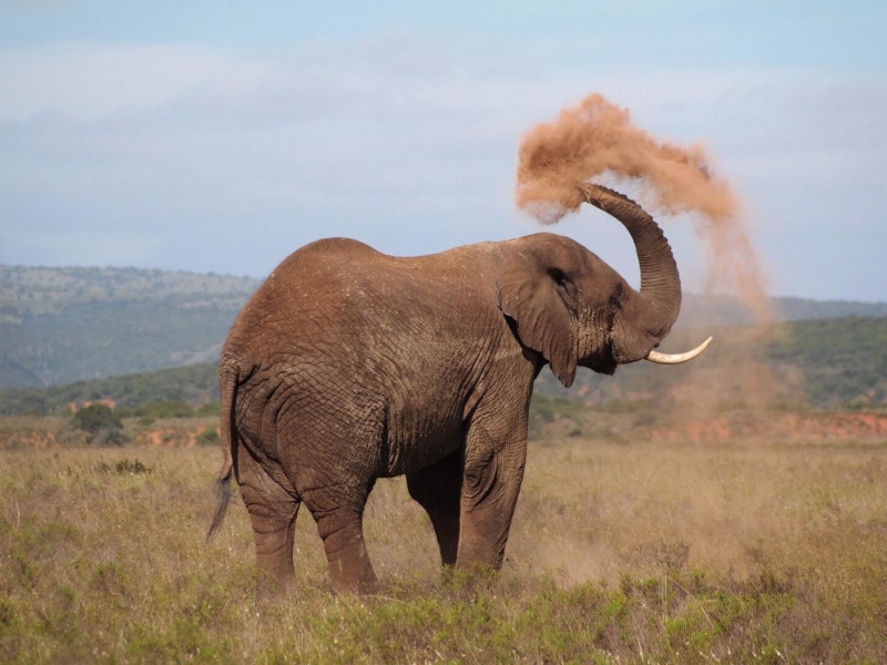 shamwari-bayethe-tented-lodge-safari-elephant-play-time