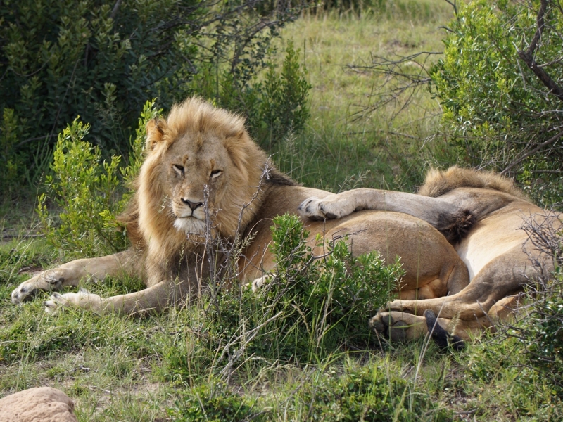 shamwari-bayethe-tented-lodge-safari-lazy-lions