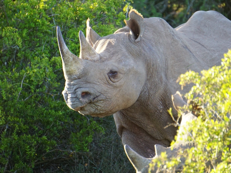 shamwari-bayethe-tented-lodge-safari-rhino-in-the-bush