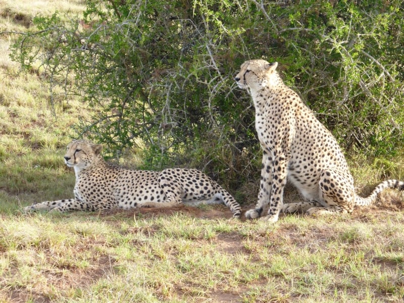 shamwari-long-lee-manor-bif-five-safari-leopards