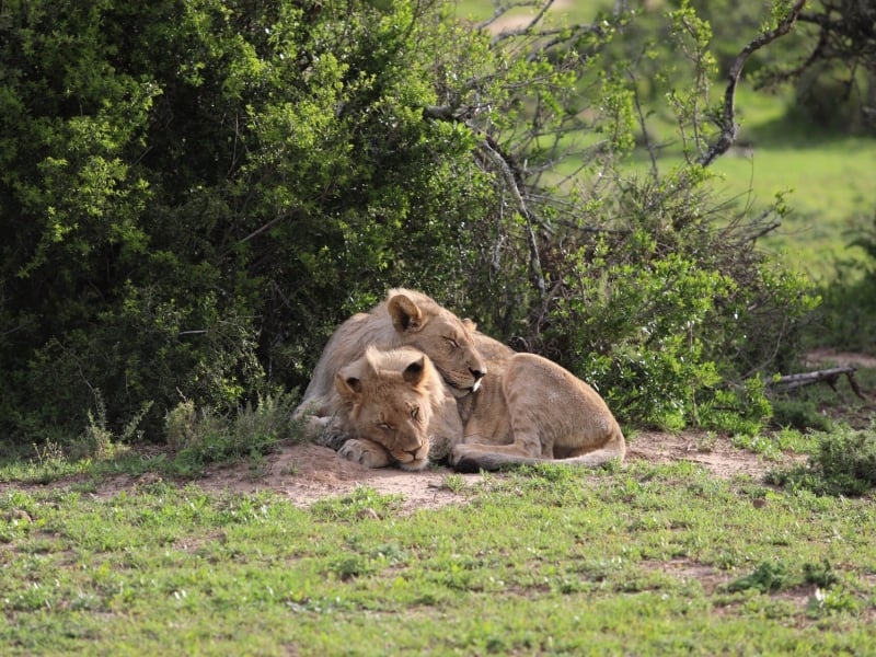 shamwari-long-lee-manor-bif-five-safari-lions