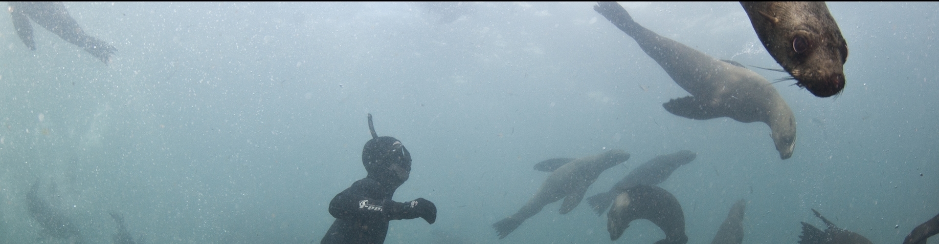 Snorkelen met zeehonden - Hout Bay Zuid-Afrika