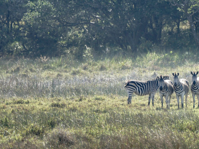 iSimangaliso Wetland Park - Luxe Safari Zuid-Afrika