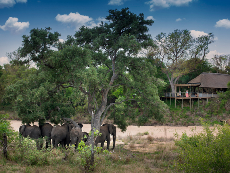 tanda-tula-safari-camp-lodge-timbavati-private-game-reserve-krugerpark-olifanten-voor-lodge