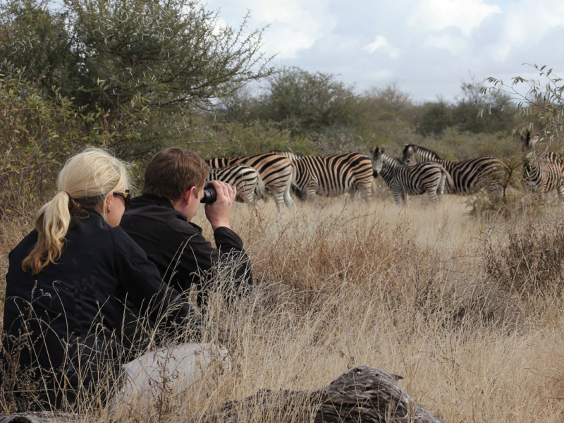tanda-tula-safari-camp-lodge-timbavati-private-game-reserve-krugerpark-zebras