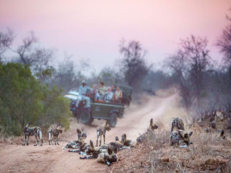 tanda-tula-wild-dogs-in-the-greater-kruger