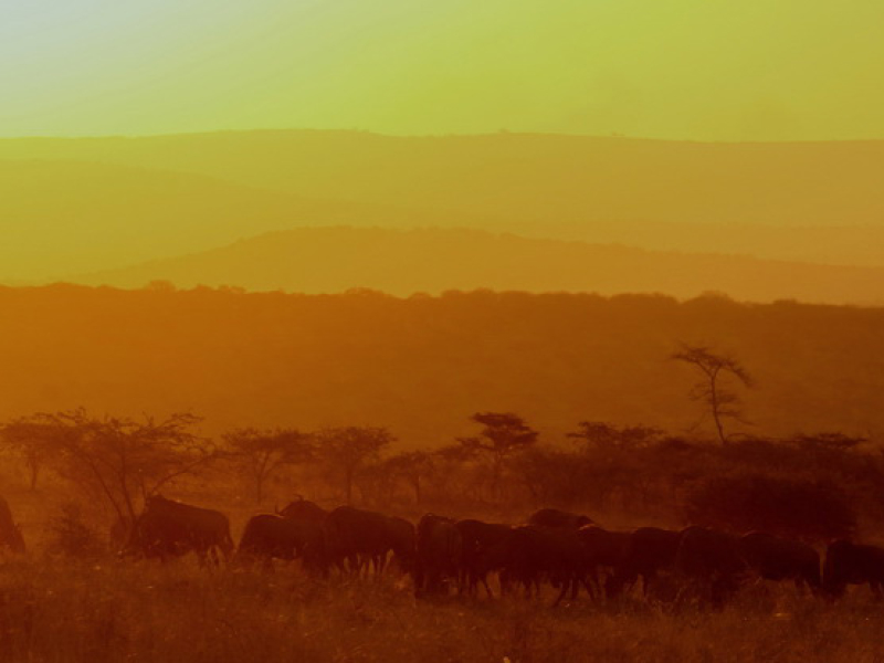 thanda-private-game-reserve-safari-lodge-kwazulu-natal-kudde-bisons