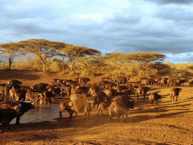 thanda-private-game-reserve-safari-lodge-kwazulu-natal-kudde-wildebeesten