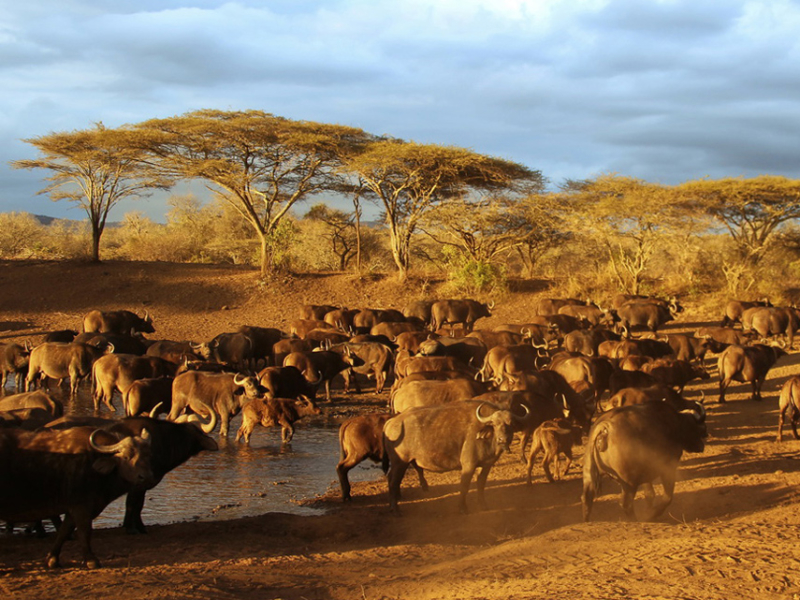 thanda-private-game-reserve-safari-lodge-kwazulu-natal-kudde-wildebeesten