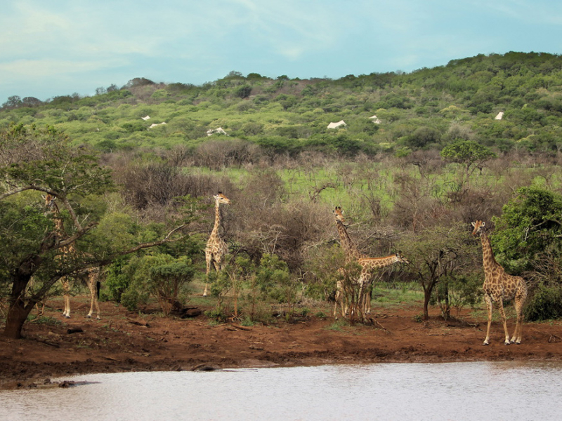thanda-private-game-reserve-safari-tented-camp-kwazulu-natal-giraffe