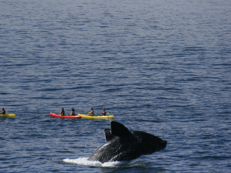 the-marine-hotel-hermanus-walvissen-vanuit-kano