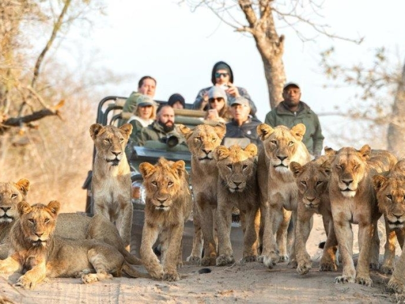 Thornybush Game Reserve - Luxe Safari Zuid-Afrika
