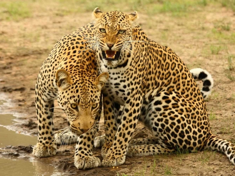 Thornybush Game Reserve - Luxe Safari Zuid-Afrika