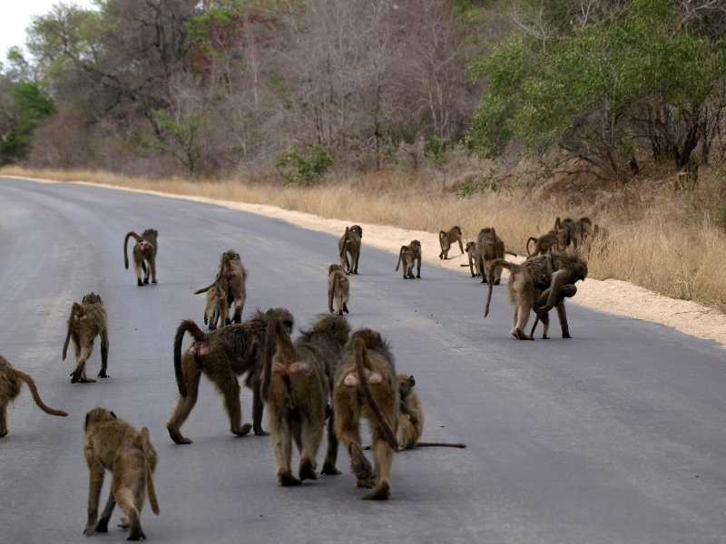 Limpopo - Provincies en Regio's Zuid-Afrika