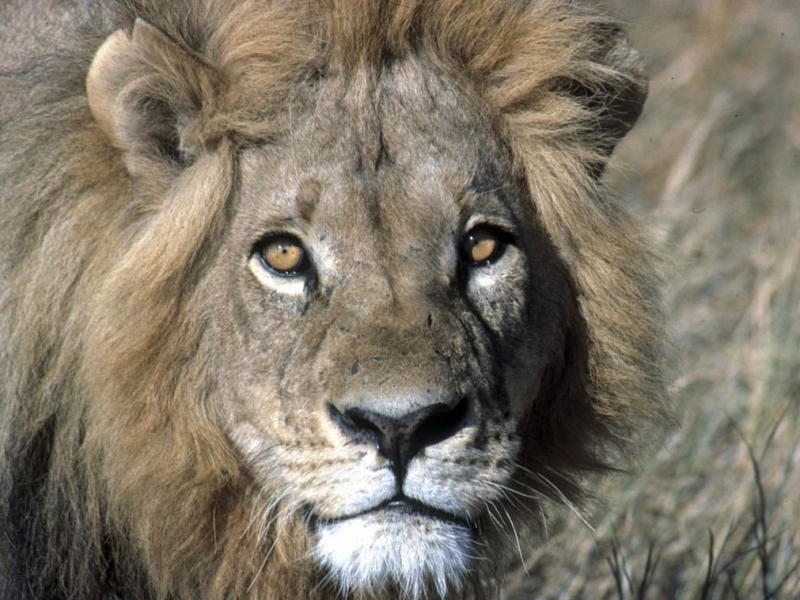 Timbavati Game Reserve - Luxe Safari Zuid-Afrika