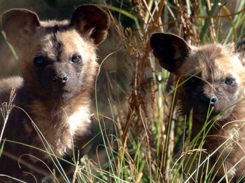 Timbavati Game Reserve - Luxe Safari Zuid-Afrika