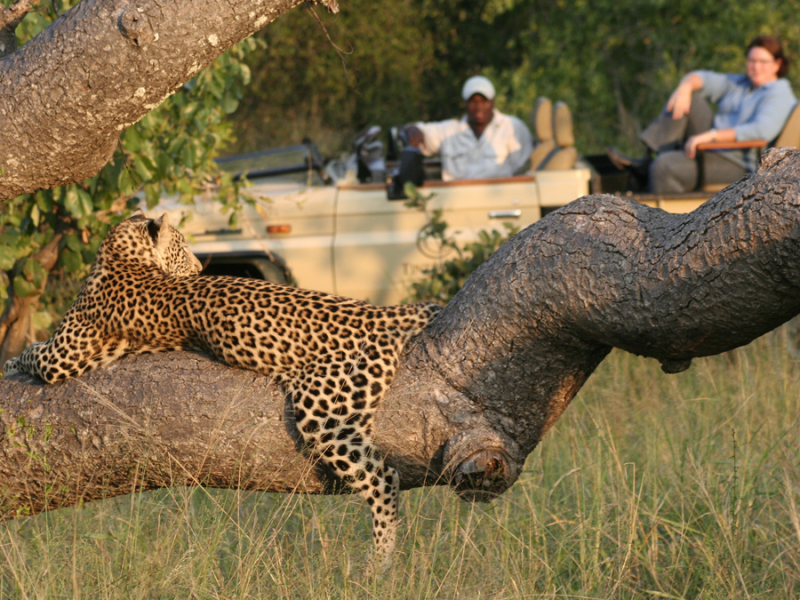 tintswalo-safari-lodge-manyeleti-krugerpark-luipaard
