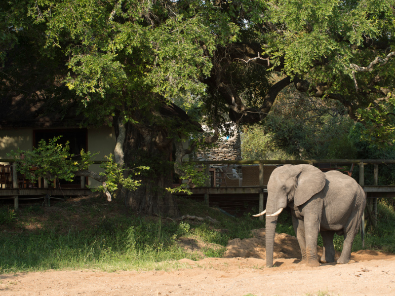 tintswalo-safari-lodge-manyeleti-krugerpark-olifanten