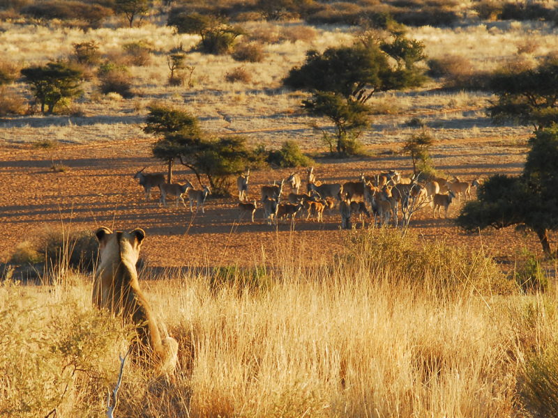 Tswalu Kalahari Safari Lodges - Luxe Accommodatie Tswalu