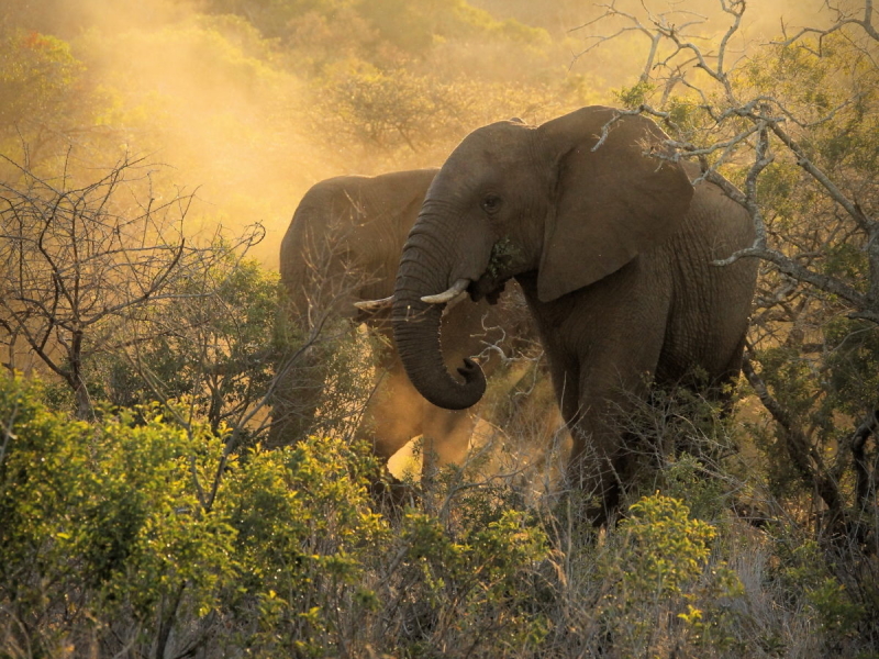 Thanda Game Reserve - Luxe Safari Zuid-Afrika