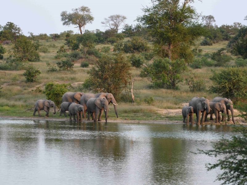 ulusaba-safari-lodge-elephants-sabi-sand-game-reserve