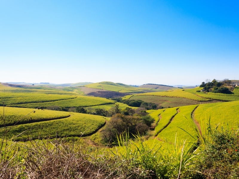alley-of-thousand-hills-durban-south-africa