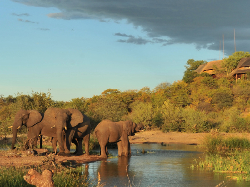 Victoria Falls Safari Lodge - Luxe Accommodatie Zambia